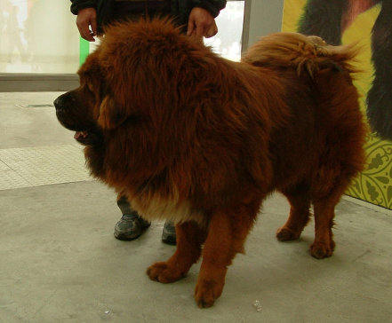 World's Most Expensive Dog Breeds - Tibetan Mastiff