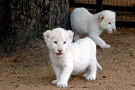 White Lion Animal Facts. Animal collections in your