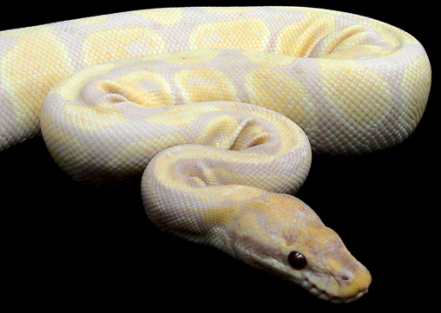 World's most expensive snake - lavender albino ball python