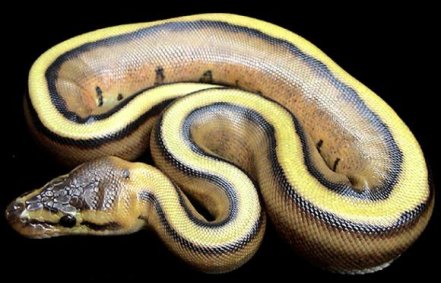 World's most expensive snake - striped ball python