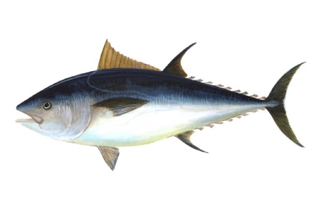 Most Expensive Tuna Fish