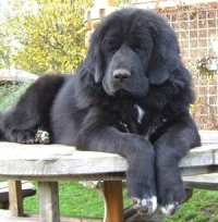 Most Expensive Dogs Ever Sold - Black Tibetan Mastiff